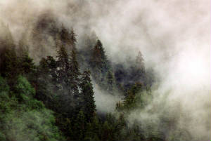 trees-shrouded-in-mist.jpg