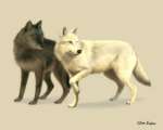 whiteandblackwolvesstandingup.jpg